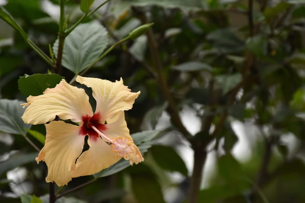 Club Fiji Resort property photograph