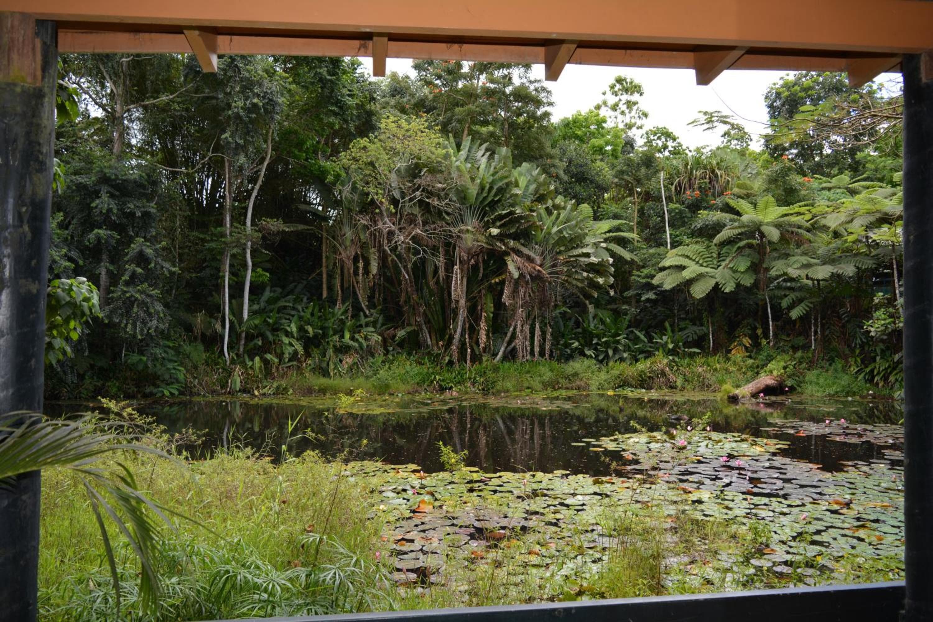 Budget Double Room - Pond View at Rainforest Eco Lodge