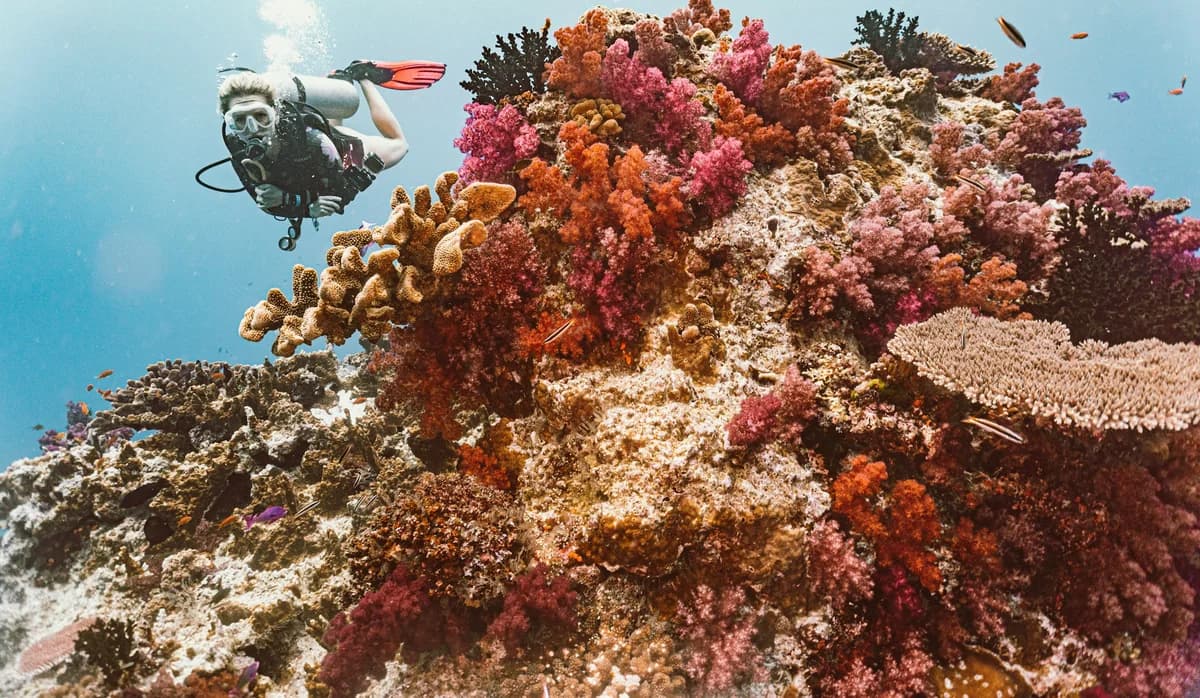 A scuba diver above Rainbow Reef in Taveuni, Fiji